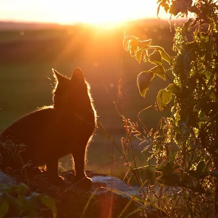 Sonnenaufgang * 엠츠젤